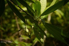 Elaeocarpus lanceolatus